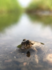 Fejervarya kawamurai