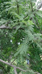 Bursera cuneata