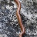 Flatplate Millipedes - Photo (c) Jon McIntyre, some rights reserved (CC BY-NC), uploaded by Jon McIntyre