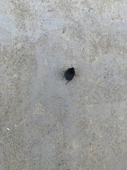 Eusattus reticulatus