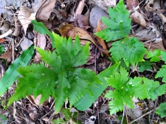 Doryopteris concolor