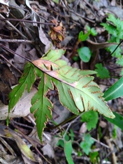Doryopteris concolor