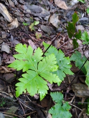 Doryopteris concolor