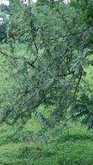 Bursera cuneata