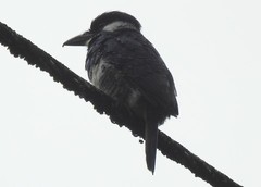 Notharchus pectoralis