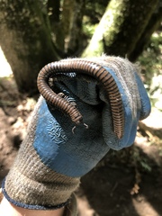 Paeromopodidae