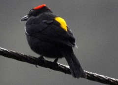Heterospingus xanthopygius