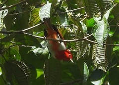 Chrysothlypis salmoni