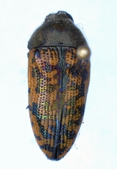 Acmaeodera auritincta