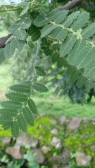 Bursera cuneata