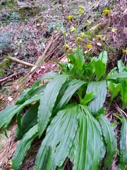 Calanthe tricarinata