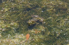 Lithobates montezumae