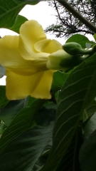 Tabernaemontana glabra