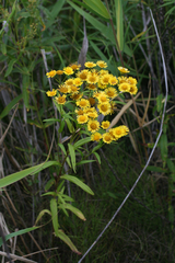 Inula linariifolia