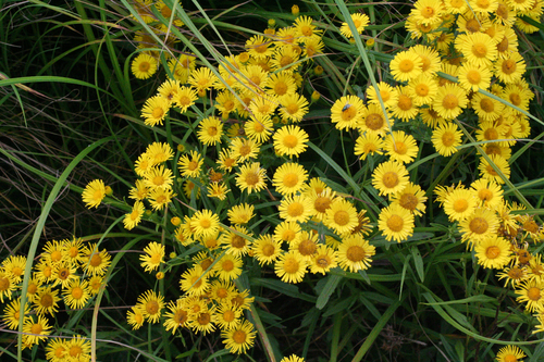 Flax-leaved inula (Inula linariifolia)