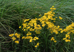 Inula linariifolia