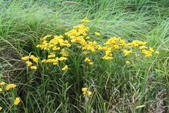 Inula linariifolia