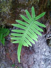 Polypodiodes amoena