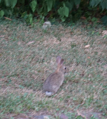 Sylvilagus floridanus
