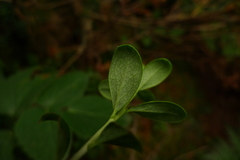 Vaccinium uliginosum