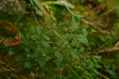 Vaccinium uliginosum
