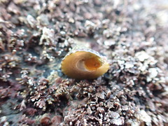 Coelotrochus viridis