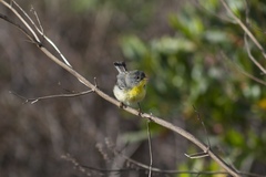 Setophaga pitiayumi graysoni