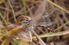 Aphylla angustifolia