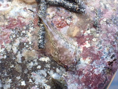 Diplocrepis puniceus