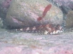 Bellapiscis lesleyae