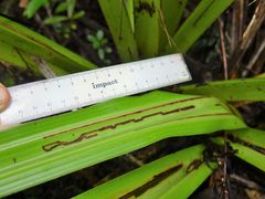 Phorostichus linearis