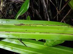 Phorostichus linearis