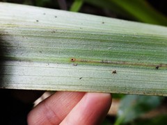 Phorostichus linearis