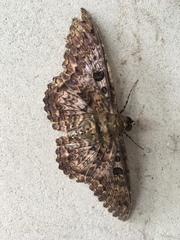 Lepidoptera