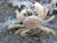 Pilumnus