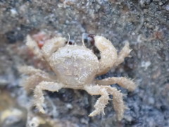 Pilumnus