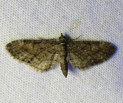 Eupithecia interruptofasciata