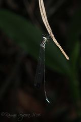Platysticta serendibica