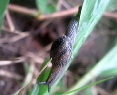 Cryptaustenia