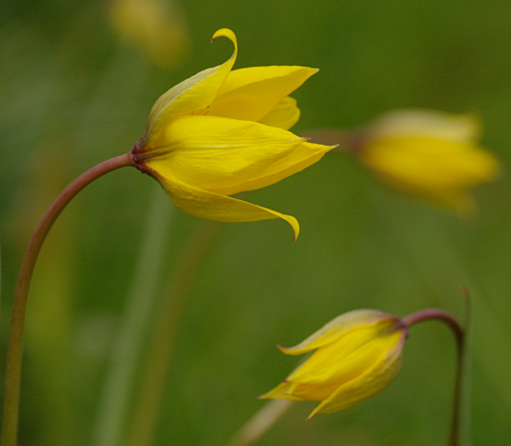 Tulipa sylvestris