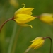 Tulipa sylvestris - Photo (c) AnneTanne,  זכויות יוצרים חלקיות (CC BY-NC-SA)