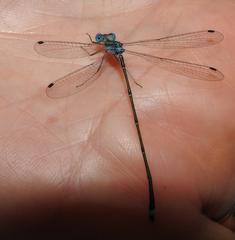 Lestes tenuatus
