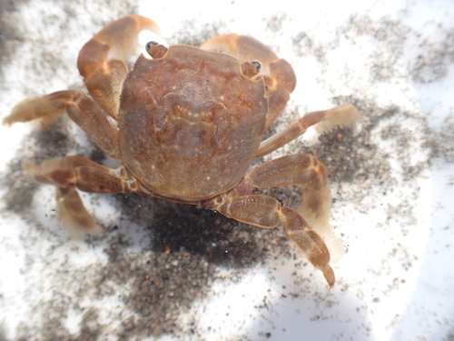 photo of Gulfweed Crab (Planes minutus)