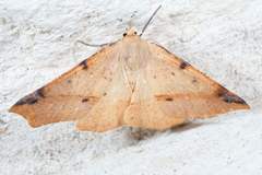 Caripeta triangulata