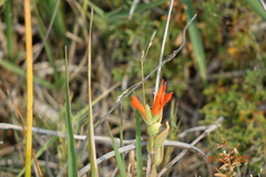 Castilleja minor
