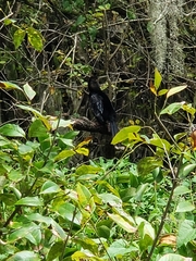 Anhinga anhinga