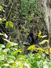 Anhinga anhinga