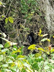 Anhinga anhinga