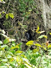 Anhinga anhinga