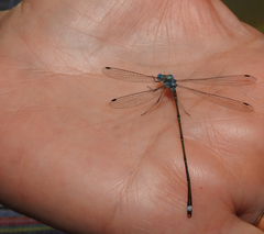 Lestes tenuatus